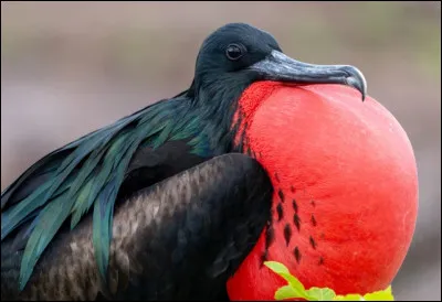 On termine avec la frégate superbe, portant le même nom qu'un bateau. Cet oiseau peut mesurer près d'un mètre, il est donc plutôt grand. Les mâles possèdent une poche gulaire rouge qu'ils gonflent lors de la parade nuptiale. Quel est son lieu de vie ?