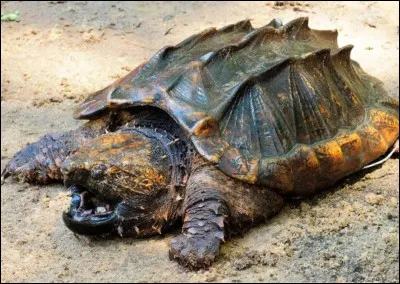 Cette espèce de tortue ne ressemble pas à l'idée pacifique que l'on se fait habituellement des tortues. Endémique des États-Unis, elle a une grande mâchoire en bec et sa carapace est couverte de pics. C'est en fait le tank des animaux, elle pèse jusqu'à 180 kilos. Elle peut être dangereuse et mordre un humain. C'est la tortue...