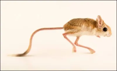 Son apparence peut faire rire avec ses gros yeux et ses longues pattes en forme d'échasses. Voici jaculus jaculus. Son habitat est le Moyen-Orient. Elle se nourrit principalement d'herbes et de graines. On la compare à un kangourou miniature. Vous l'aurez compris, elle se déplace en sautant. Quel est son nom ?