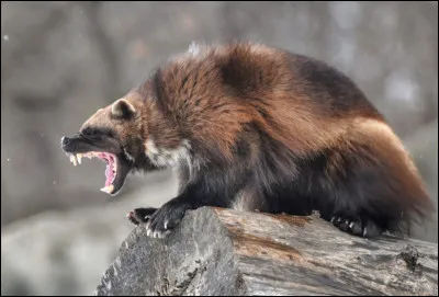 Cet animal des régions nordiques (Russie, Scandinavie, Alaska et Canada) est connu sous le nom de wolverine, carcajou ou glouton. Probablement un des animaux les plus agressifs au monde, il peut-être très dangereux. Physiquement il est entre le furet et l'ours. Mais à quelle famille appartient-il vraiment ?