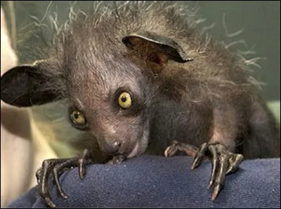 Ce primate endémique de Madagascar fait partie des plus étranges au monde, il fait même peur. Très particulier, il possède de grands yeux qui fixent, des doigts de squelette. Dans la culture malgache, il est perçu comme une sorte de sorcier maléfique et les locaux sont méfiants. Son nom est le...