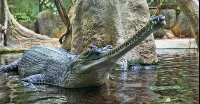 Voici le Gavial du Gange, de la famille des crocodiliens. Il peut mesurer plus de 6 mètres. Sa longue gueule avec un grand nombre de dents est caractéristique. L'animal est plutôt sympathique pour un crocodilien, et semble souvent inoffensif. Il est sacré dans son lieu de vie, qui est d'ailleurs...