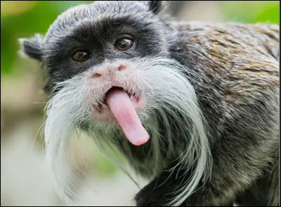 Drôle de petit primate, il vit en Amérique du Sud et est caractérisé par sa moustache blanche. Rapide, il saute et vit dans les arbres. Cet animal est connu pour être sociable et sympathique et il forme des groupes. Quel est son nom ?