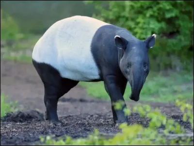 Son nom est le tapir, et il est aussi proche des chevaux que des rhinocéros ! Il a une petite trompe et peut être noir et blanc ou simplement uni. Il va de l'Asie à l'Amérique du Sud. Dans la culture asiatique, il porte chance. Quel est son poids approximatif ?