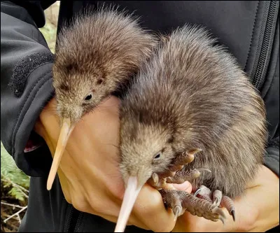 Petit oiseau de Nouvellle-Zélande, le kiwi est incapable de voler ! Il est le plus petit de la famille des autruches et émeus par exemple. Il donne son nom aux habitants de Nouvellle-Zélande. Seuls 13 zoos étrangers au pays en possèdent. Retrouvez son fruit homonyme :
