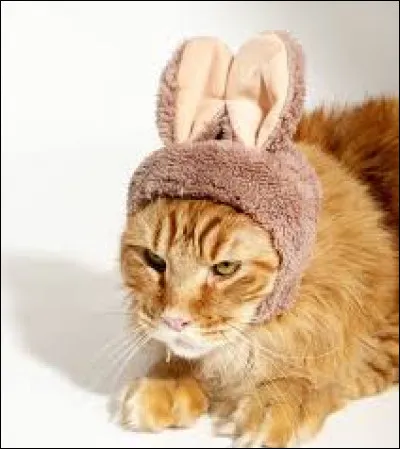 Où peut-on également retrouver un bonnet ?