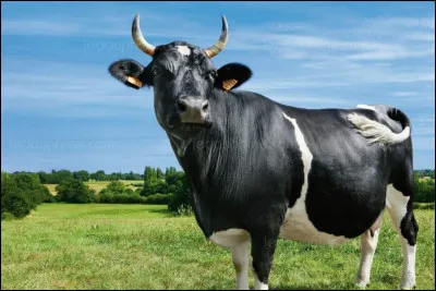 Aujourd'hui, peut-être, si j'osais, si j'osais jouer du trombone. Comment ça s'fait ? Tous les gens riaient !