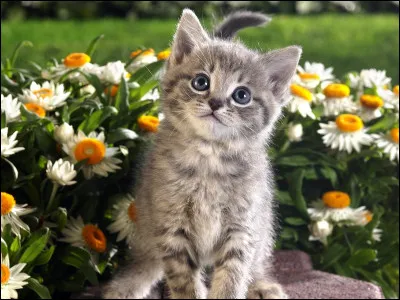 Vite, Chérie, Vite ! Le tout petit point sur la neige ! Où ça, où ça ? Mon p'tit bout d'chou ! C'est drôle
