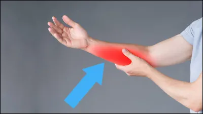 Ceci est l'avant-bras :