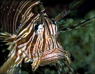 Quel est le nom plus commun du scorpne ou crapaud de mer ?