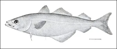 Et un coquebillet, qu'est-ce que c'était ?