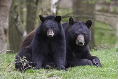 Lequel de ces ours est appelé le Baribal ?