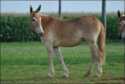 Tu veux ou tu veux pas, je me donne à qui me plaît, moi je joue, je danse donc je suis nue au soleil !
