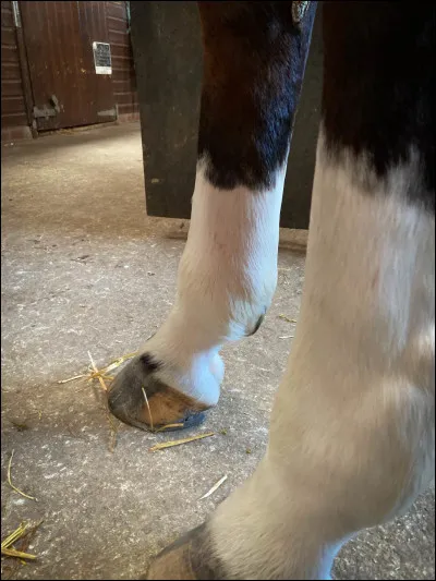 Comment s'appellent ces marques blanches aux pattes des chevaux ? (photo)