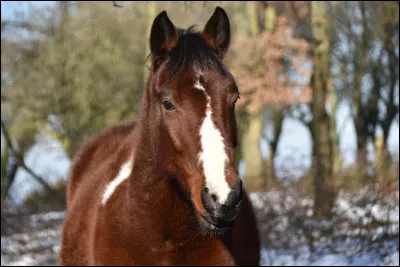 Et cette marque blanche sur la tête s'appelle...