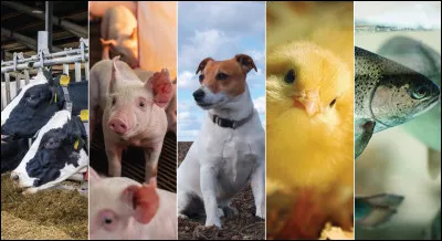 Quel est ton animal préféré ?