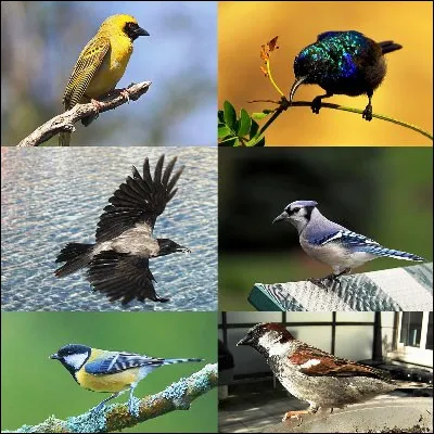 Quel passereau, dont le nom argotique parisien a donn&eacute; son pseudonyme &agrave; une chanteuse, poss&egrave;de des esp&egrave;ces friquet et de Somalie ?