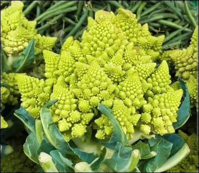 Comment s'appelle le chou de l'image ?