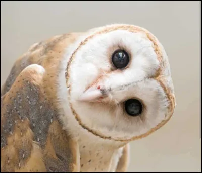 Quel est le nom de la chouette sur l'image ?