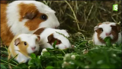 Les cochons d'Inde vivent :