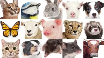 Quel est le plus petit mammifère ?