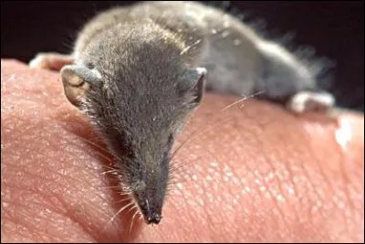 Quel est le poids de la musaraigne étrusque ?