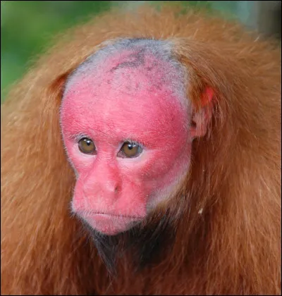 Sur quel continent vit principalement le ouakari chauve ?