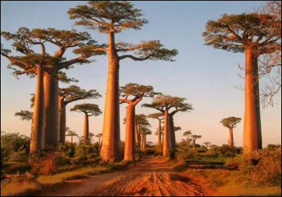 Un des sites les plus visités du pays, cette allée de baobabs est connue dans le monde entier pour représenter l'image de l'Afrique naturelle. C'est une aire protégée, mais il y a aussi bien d'autres baobabs dans le pays. Les arbres de l'allée mesurent près de 30 mètres de hauteurs. Dans quel pays sommes-nous ?