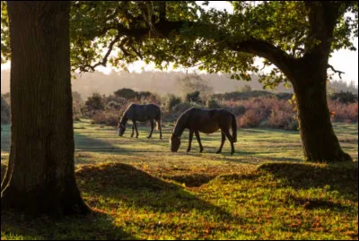 Le parc national "New Forest" au Royaume-Uni porte bien son nom. Il est constitué de pâturages, forêts et moors. C'est une forêt royale. Le parc est parsemé de quelques villages de campagne pittoresques et aisés. Le site comprend de nombreux animaux en liberté sans clôtures, vous pouvez donc laisser chevaux, vaches, cerfs traverser la route ! Près de quelle ville britannique ce parc se situe-t-il ?