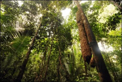 Voici la forêt tropicale amazonienne, qui couvre une bonne partie de l'Amérique du Sud sur plus de 500 000 km². La forêt est peuplée par plus de 30 millions de personnes, souvent autochtones. La plupart de la forêt est tellement dense qu'elle reste inconnue. La forêt est riche en ressource et de plus en plus exploitée. Quels pays sont couverts par la forêt ?