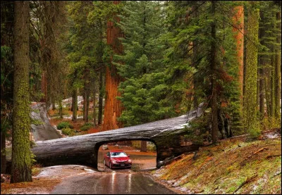 Voici ce qui est certainement la plus belle forêt au monde, le parc national de Sequoia, aux États-Unis. Très grand, le parc peut se visiter en voiture. Ici se trouvent certains des arbres les plus hauts au monde, comme "General Sherman". Dans quel État américain se situe cette forêt ?