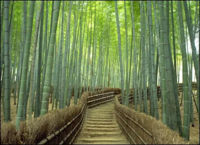 La forêt de bambous de "Arashiyama" se situe au Japon. Les visiteurs peuvent prendre les sentiers sur 16 km² et découvrir les nombreux bambous. Elle est le symbole du Japon rural et une des forêts les plus apaisantes. Près de quelle ville japonaise se situe cette forêt ?