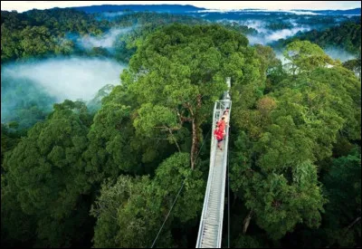 Cette forêt, la réserve de Monteverde, a la particularité d'être une "forêt de nuages", c'est-à-dire dans la brume permanente. Ce qui vous attend ici est une série de magnifiques ponts suspendus touristiques qui passent entre les grands arbres tropicaux. De nombreux oiseaux, reptiles ou amphibiens vivent là. C'est une des nombreuses aires protégées...