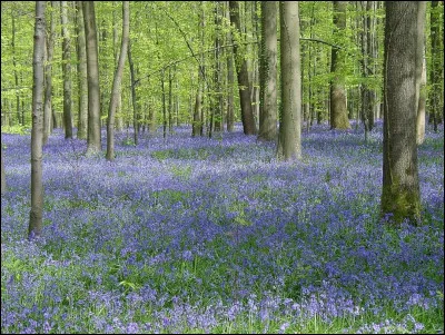 La "Hallerbos" se pare de cette couleur violette au printemps, grâce aux nombreuses jacinthes qui recouvrent le sol. La forêt se situe près de la ville de Halle, d'où son nom. Dans quel pays cette forêt se situe-t-elle ?