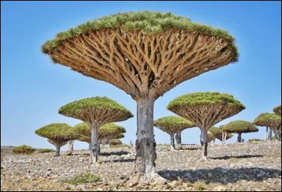 Nous sommes sur l'île de Socotra, située au Moyen-Orient. L'île est une réserve de biosphère car sa faune et sa flore sont uniques au monde, avec notamment des forêts de dragonniers de Socotra, ces étranges arbres en forme de parasol. Ils sont endémiques de l'île. À quel pays appartient officiellement l'île ?
