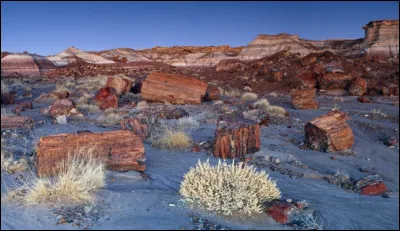 Dans le parc national de "Petrified Forest", aux États-Unis, on rencontre de nombreux bois pétrifiés au milieu du désert. Ces morceaux de bois proviennent d'une ancienne forêt datant de plusieurs centaines de millions d'années. Le parc réjouit donc les archéologues avec de nombreux fossiles. Dans quel État sommes-nous ?