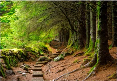 Magique ! C'est le mot associé à cette forêt du comté de Wicklow en Irlande. Ce bois semble sortir d'un conte de fées avec ses bois épais et ses arbres tordus. Des légendes locales s'en inspirent. Un sentier tracé est praticable. Quel est son nom ?