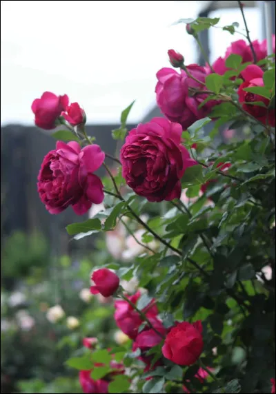 Quels sont les deux Piliers ayant survécu à la bataille finale ?