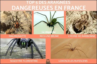 Combien de mouches et d'araignées me faudra-t-il pour obtenir 100 pattes sachant que l'on compte deux mouches par araignée ?