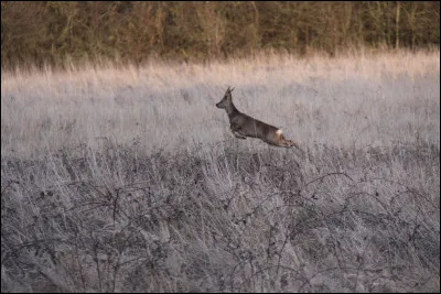 En entendant arriver la police, que va piquer un voleur ?