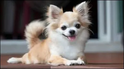 De quel pays est originaire le chihuahua, le plus petit chien au monde ?