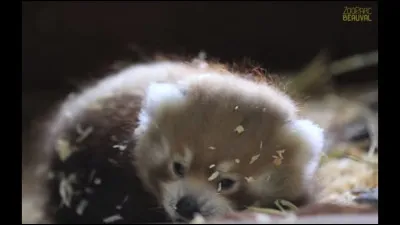 Plus facile, quel est cet animal qui est encore bébé ?