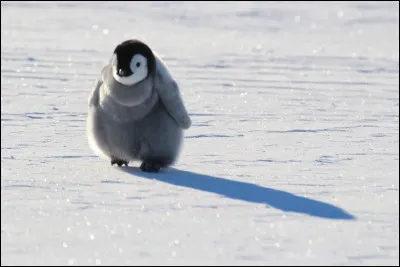 Quel est cet animal ?