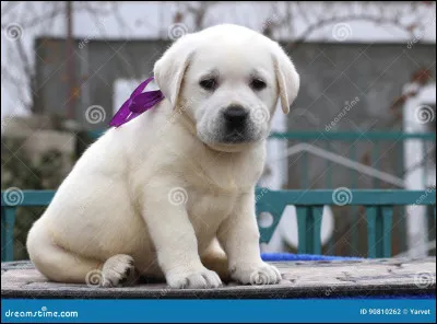 Quelle est cette race de chien ? (il est bébé )