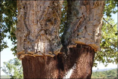 Dans quel arbre sont confectionnés les bouchons ?