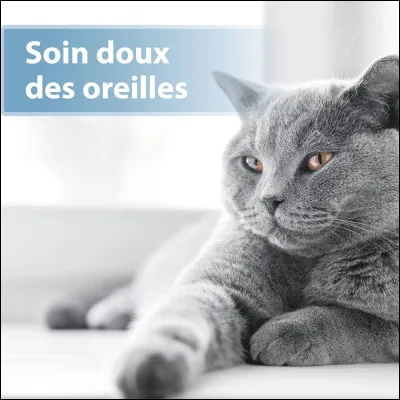 Tu veux que les oreilles de ton chat soient...