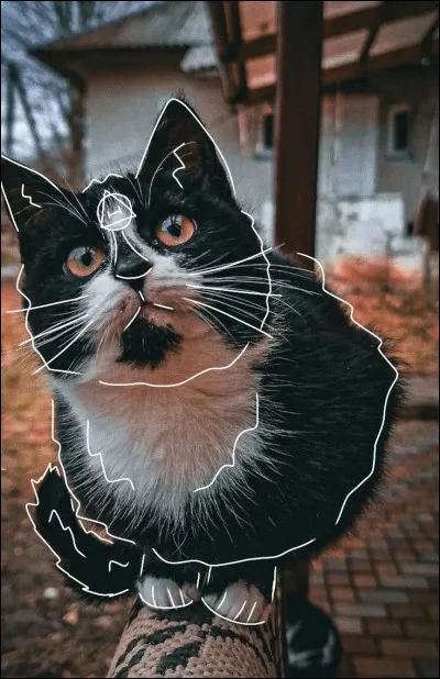 Fais-tu des rêves dans lesquels tu es cet animal ou dans lesquels tu ressens une connexion intense avec lui ?