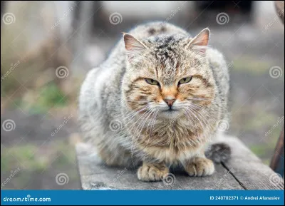 I : Isidore
Quel langage comprend ce chat ?