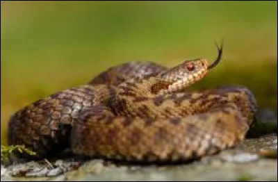 Quelle est la taille moyenne des crochets d'un vipère aspic ?