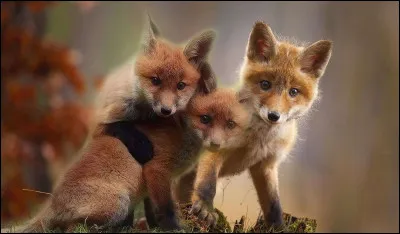 Que mange le renard ?